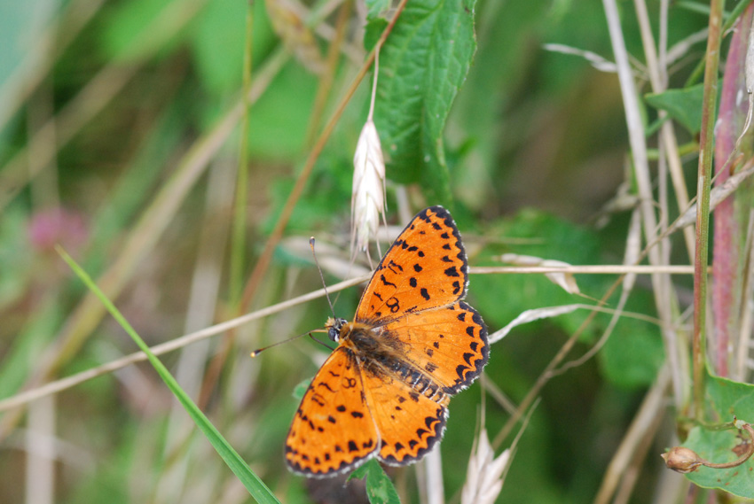 farfalla da ident - Melitaea didyma (maschio)